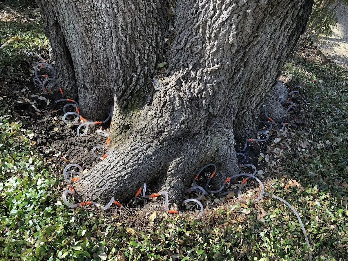 Detailed Tree Cabling and Bracing job site in Smoot