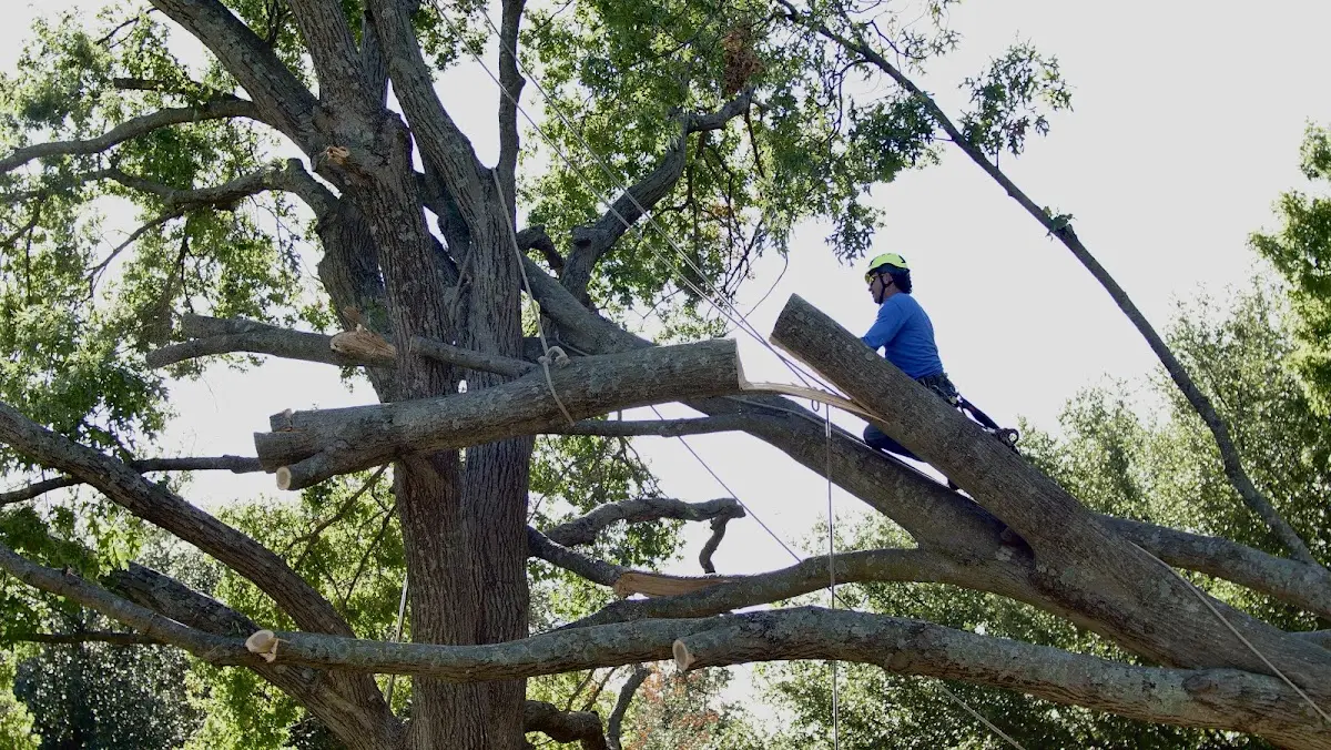 Professional Crown Thinning performed by certified arborists in Smoot